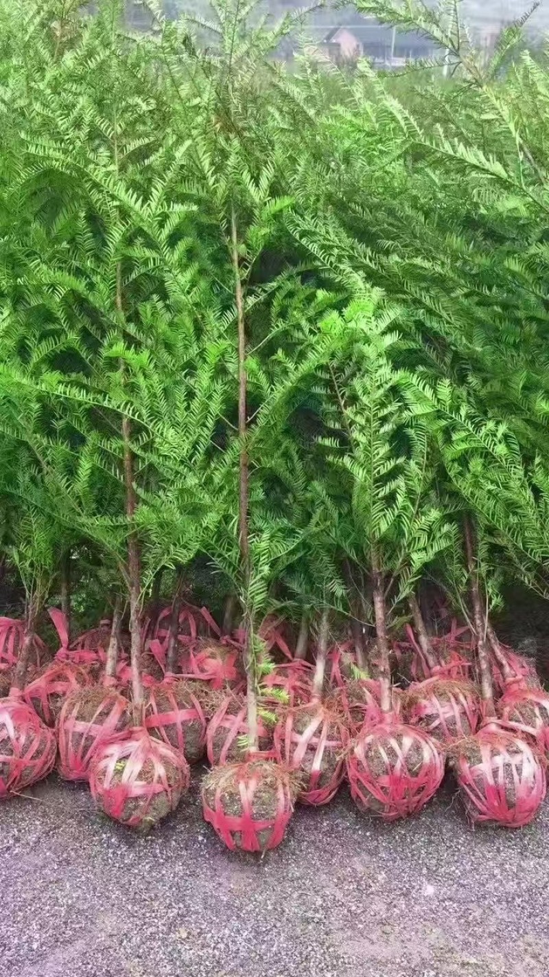 基地直供红豆杉树苗盆栽地栽苗庭院绿植耐寒南方红豆杉小苗