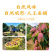 【9斤】海南贵妃芒新鲜当季大果树上熟