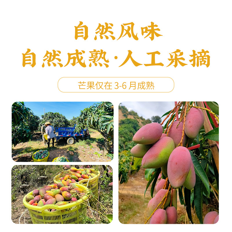 【9斤】海南贵妃芒新鲜当季大果树上熟
