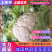 汉中城固优质白花菜乳白1至2斤，基地直发供货时间