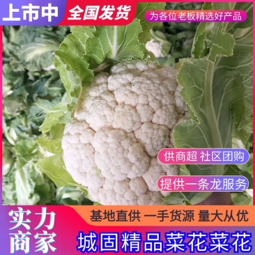 汉中城固白花菜，根小颜色乳白色，一斤至两斤左右产地直供