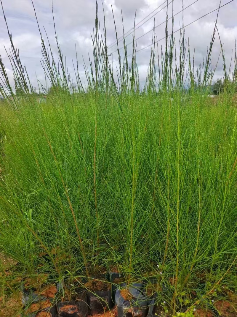 木麻黄福建漳州禾麻黄绿化庭院设计基地直供大小规格