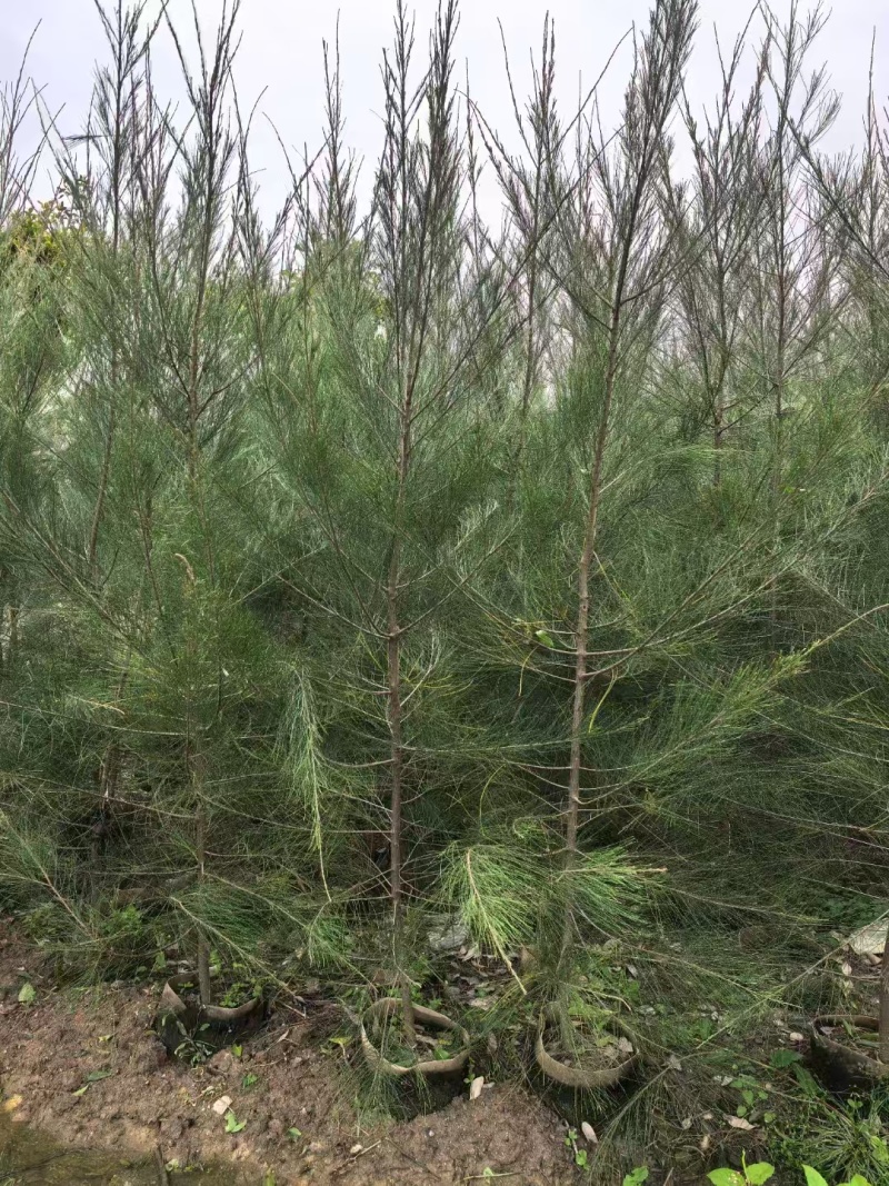 木麻黄福建漳州禾麻黄绿化庭院设计基地直供大小规格