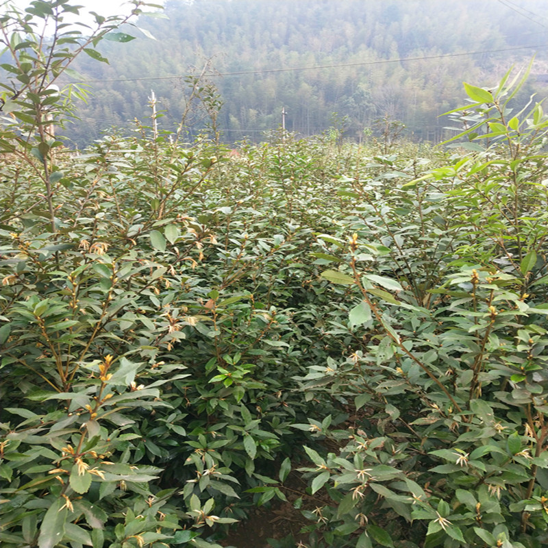 青冈栎树苗青冈树红椆赤皮青冈小苗造林经济苗木
