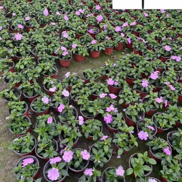 凤仙花杯苗盆苗批发花期长四季开花花境花坛园艺草花