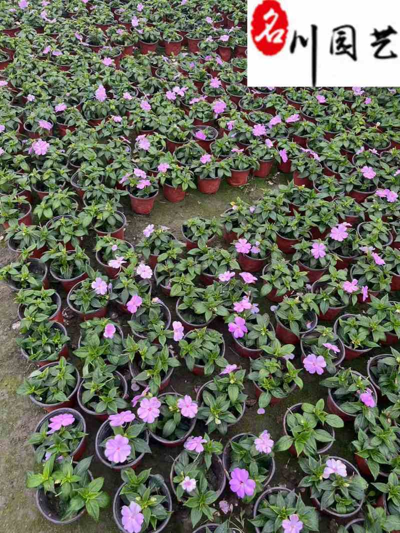 凤仙花杯苗盆苗批发花期长四季开花花境花坛园艺草花