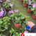 凤仙花杯苗盆苗批发花期长四季开花花境花坛园艺草花
