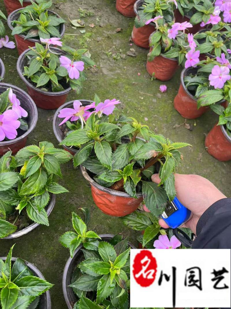 凤仙花杯苗盆苗批发花期长四季开花花境花坛园艺草花