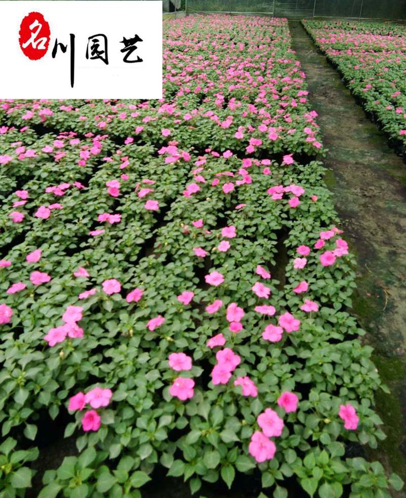 凤仙花杯苗盆苗批发花期长四季开花花境花坛园艺草花