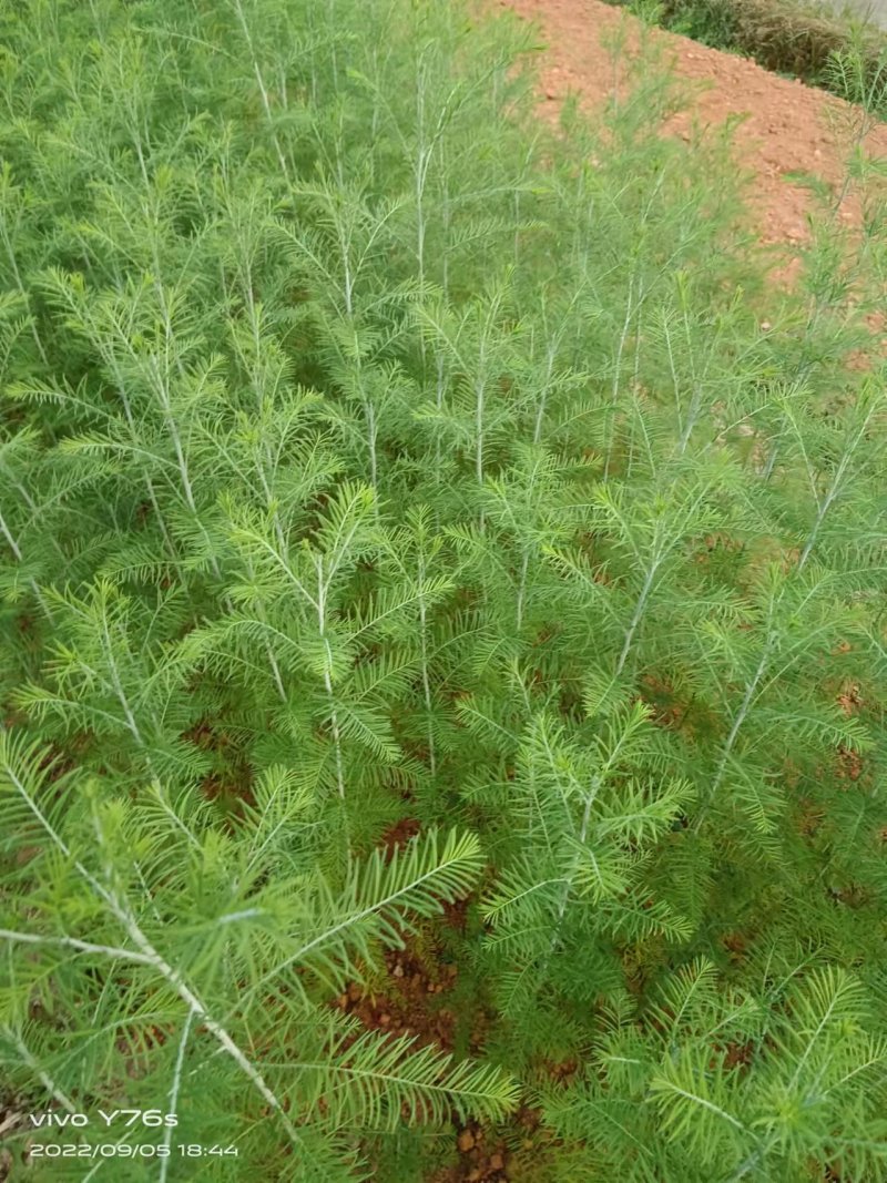 基地直发水松树苗庭院公园绿化景观植物耐寒易成活现挖现发