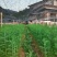 基地直发水松树苗庭院公园绿化景观植物耐寒易成活现挖现发