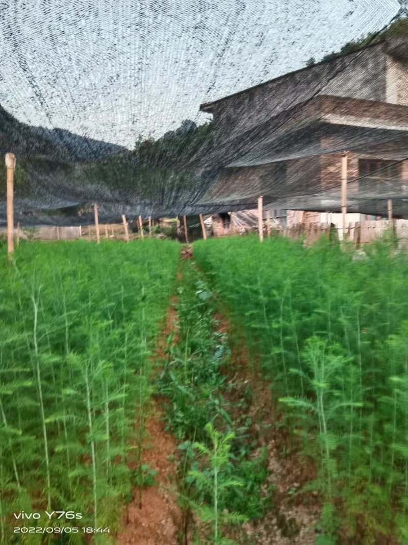 基地直发水松树苗庭院公园绿化景观植物耐寒易成活现挖现发