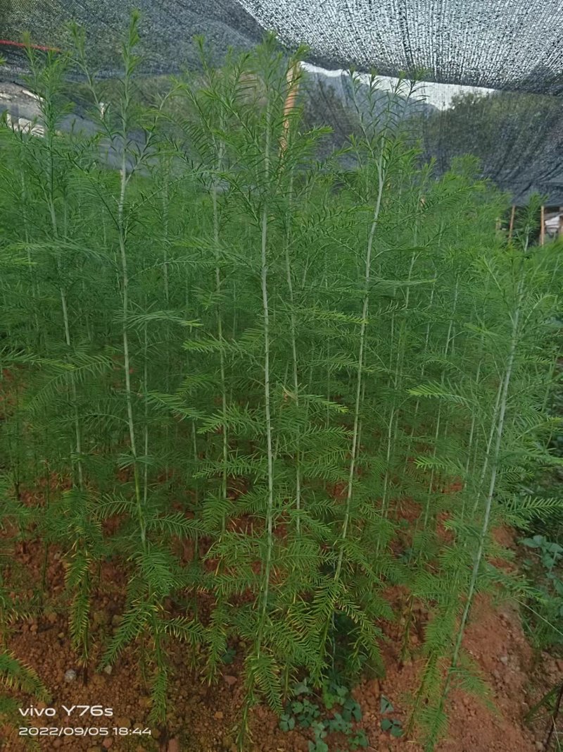 基地直发水松树苗庭院公园绿化景观植物耐寒易成活现挖现发