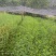 基地直发水松树苗庭院公园绿化景观植物耐寒易成活现挖现发