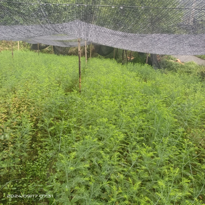 基地直发水松树苗庭院公园绿化景观植物耐寒易成活现挖现发