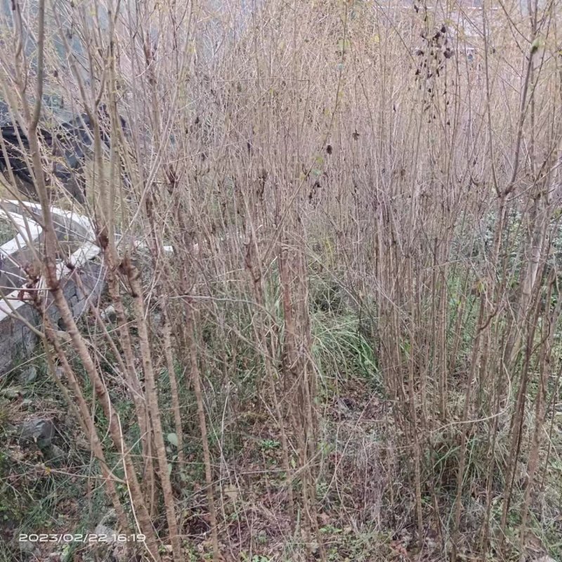 血皮槭树苗红皮彩叶耐寒易活现挖现发