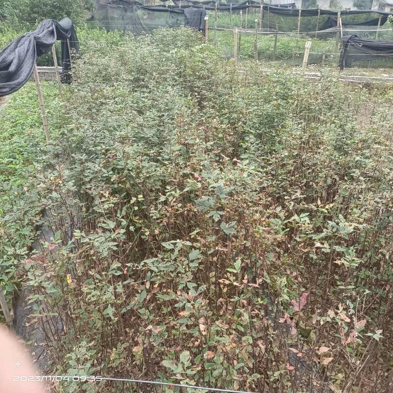 血皮槭树苗红皮彩叶耐寒易活现挖现发