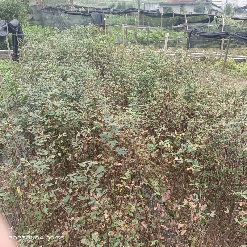 血皮槭树苗红皮彩叶耐寒易活现挖现发