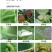 10%虱螨脲杀虫剂杀卵农药甜菜夜蛾甘蓝农用杀虫药打虫药胃