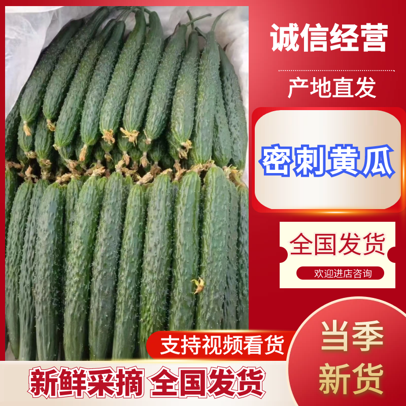 河南万亩黄瓜基地大量上市，电商货，市场货欢迎咨询洽谈。
