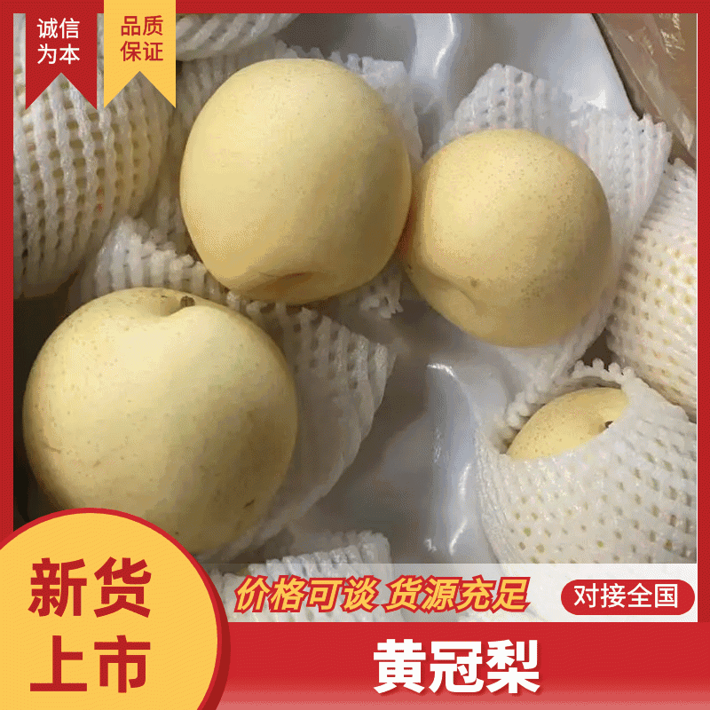 【皇冠梨】河北赵县皇冠梨品种齐全对接全国量大从优