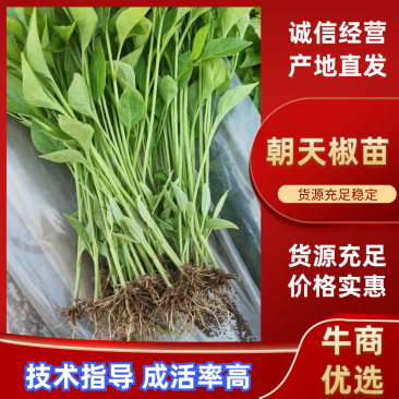 朝天椒辣椒苗一次性干摘辣椒苗高产抗病毒抗虫害
