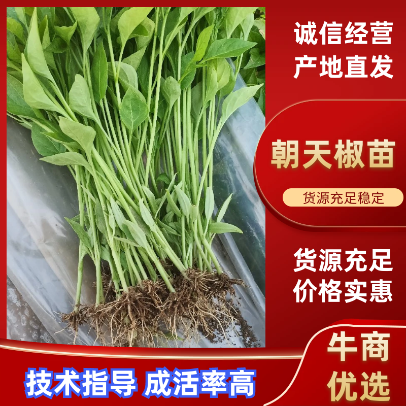 朝天椒辣椒苗一次性干摘辣椒苗高产抗病毒抗虫害