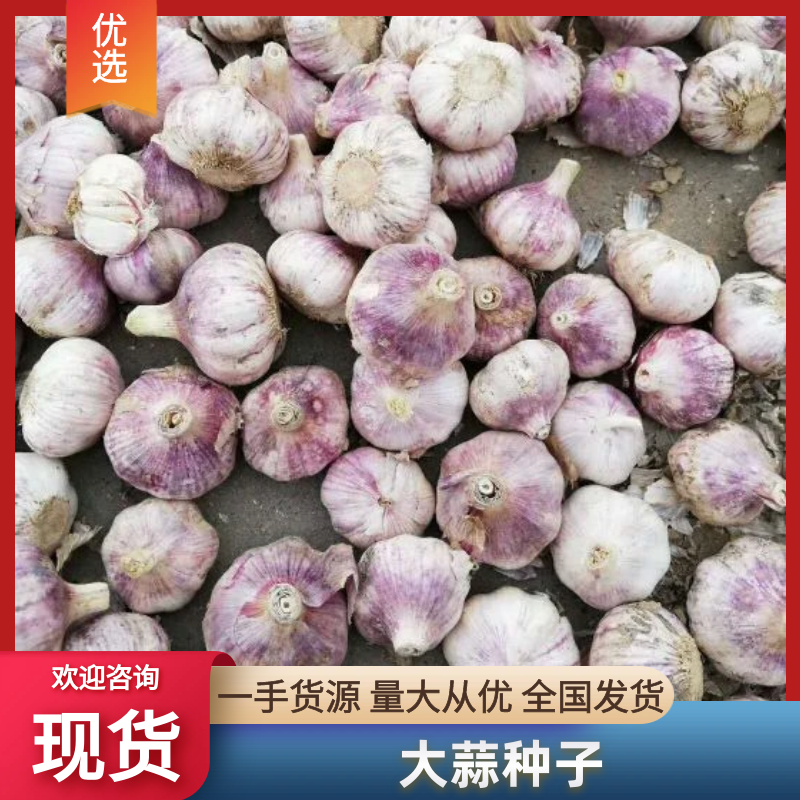 优质大蒜种子太空一号大蒜种子高产量早熟