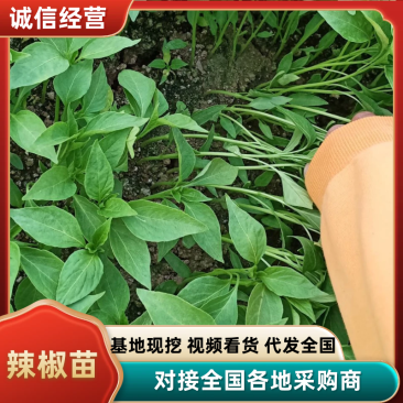 严厉打击假苗，烂苗，基地直供，原种育苗，签合同包回收！