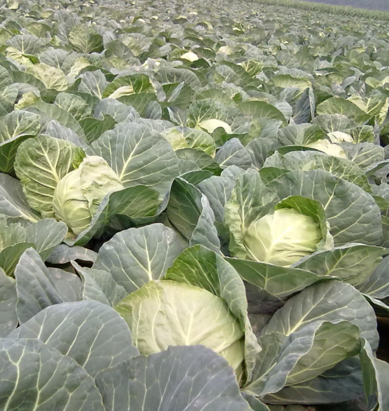 【甘蓝】大量有货产地直发保障品质诚信经营
