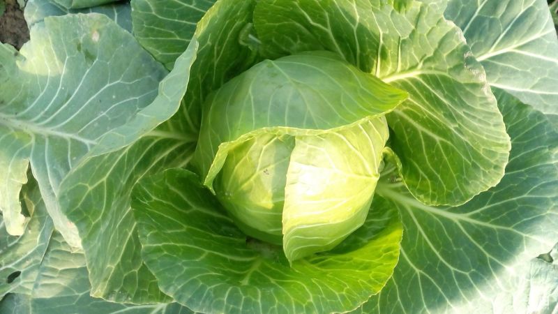 【甘蓝】大量有货产地直发保障品质诚信经营