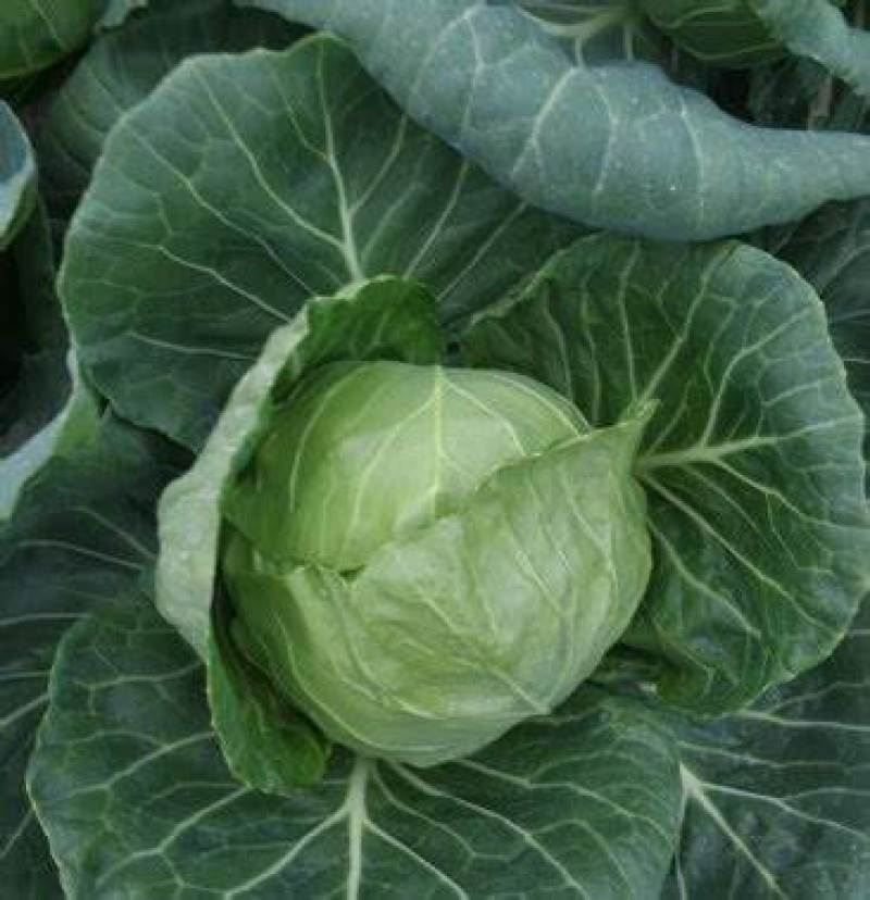 【甘蓝】大量有货产地直发保障品质诚信经营