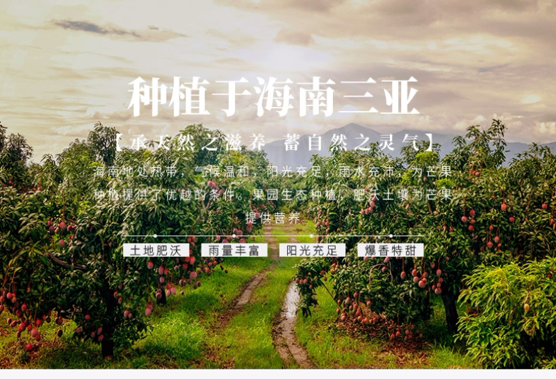 金煌芒芒果一件代发金黄水仙芒热带鲜水果『电商代发』