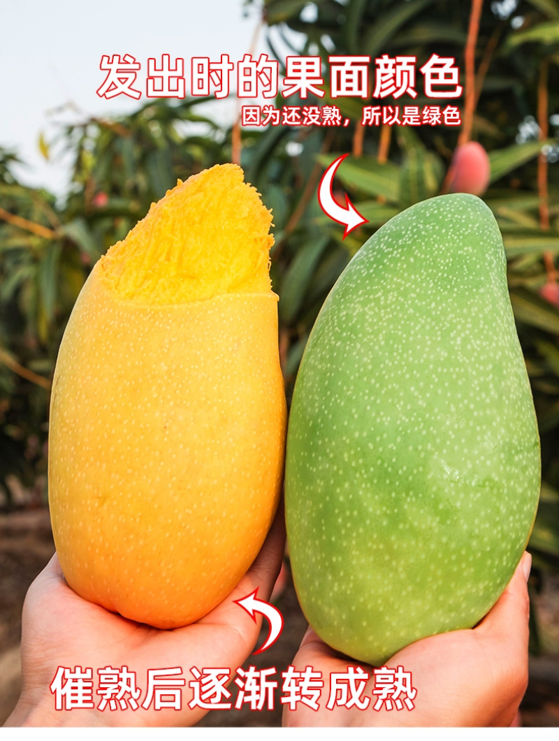 金煌芒芒果一件代发金黄水仙芒热带鲜水果『电商代发』