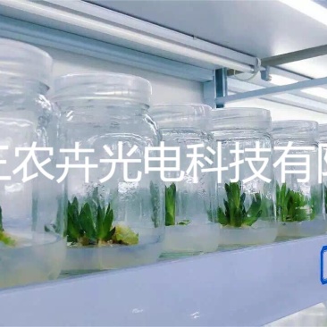 T20多肉育苗组培灯