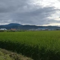 稻花香二号长粒，大量现货速发，香甜可口，欢迎选购