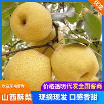 【河北酥梨】辛集酥梨/皮薄水分大口感甜价格优惠