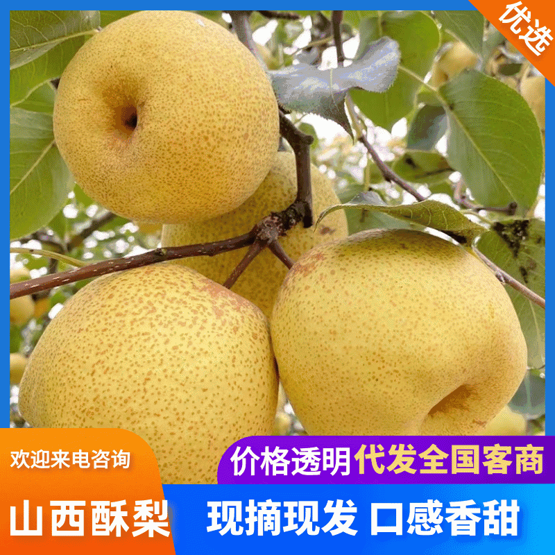 【河北酥梨】辛集酥梨/皮薄水分大口感甜价格优惠