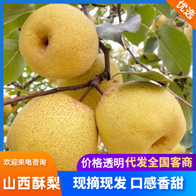 【山西酥梨】吕梁酥梨/精选酥梨/电商团购一件批发价大甩卖