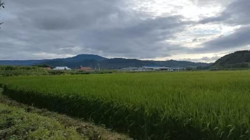 精品珍珠米，大量现货速发，产品香甜可口，保质保量