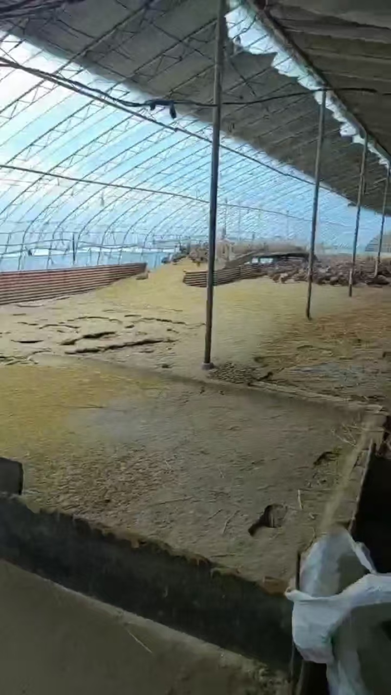优选鸭蛋现货直发破损包赔规格齐全代发全国