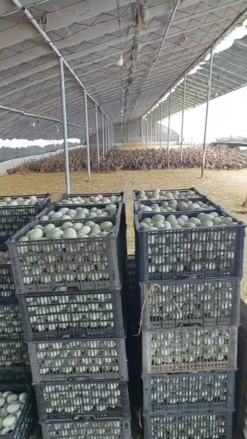 优选鸭蛋现货直发破损包赔规格齐全代发全国