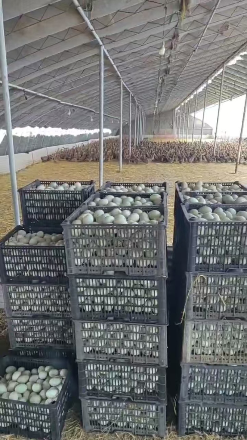 优选鸭蛋现货直发破损包赔规格齐全代发全国