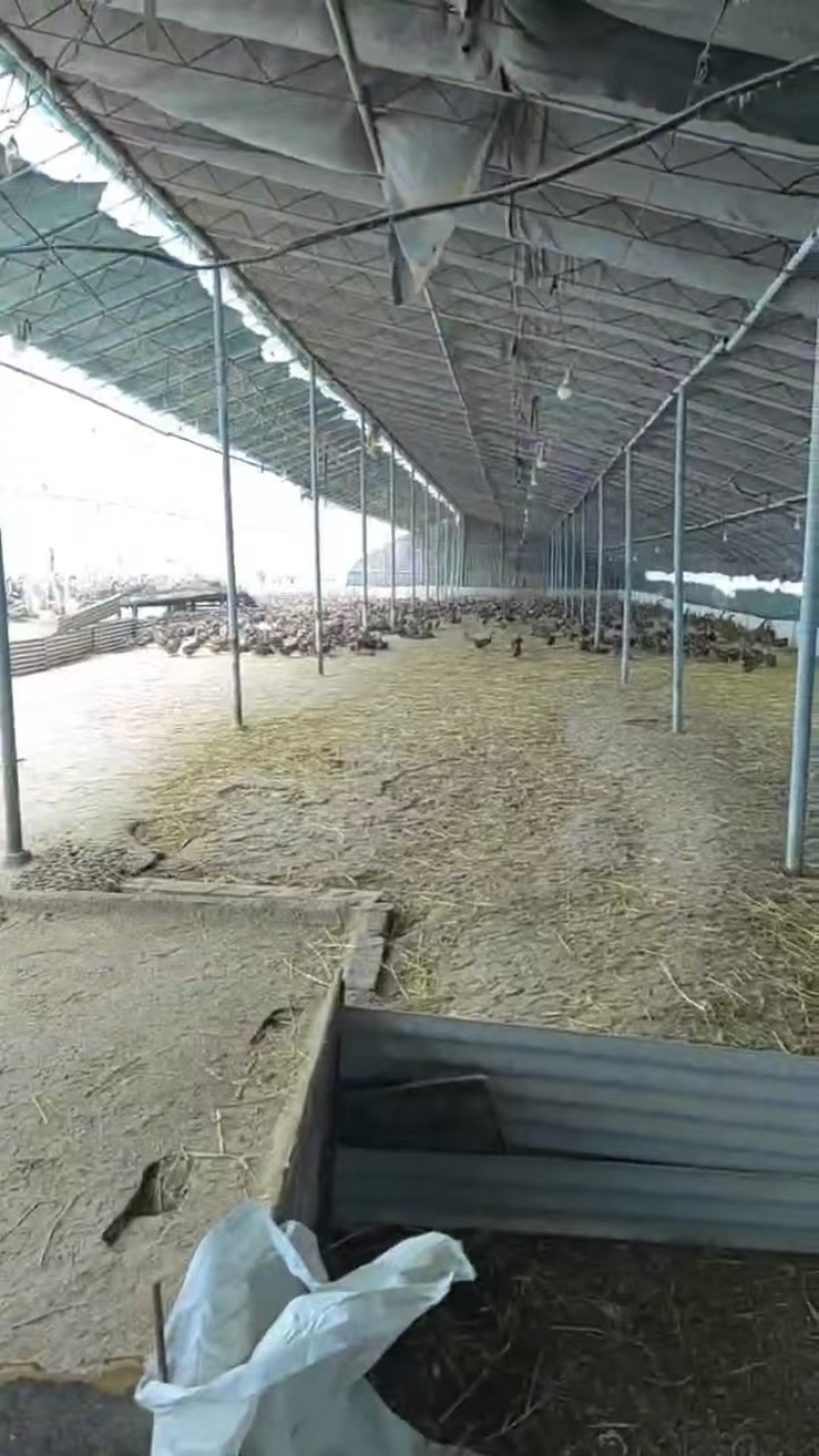 优选鸭蛋现货直发破损包赔规格齐全代发全国