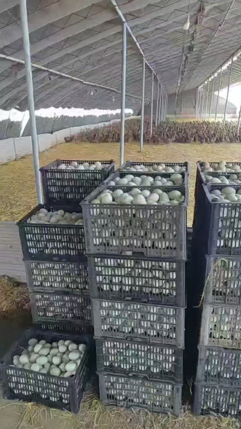 优选鸭蛋现货直发破损包赔规格齐全代发全国