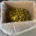 精品雪菜雪里红基地直销量大质优价格优惠欢迎咨询采购