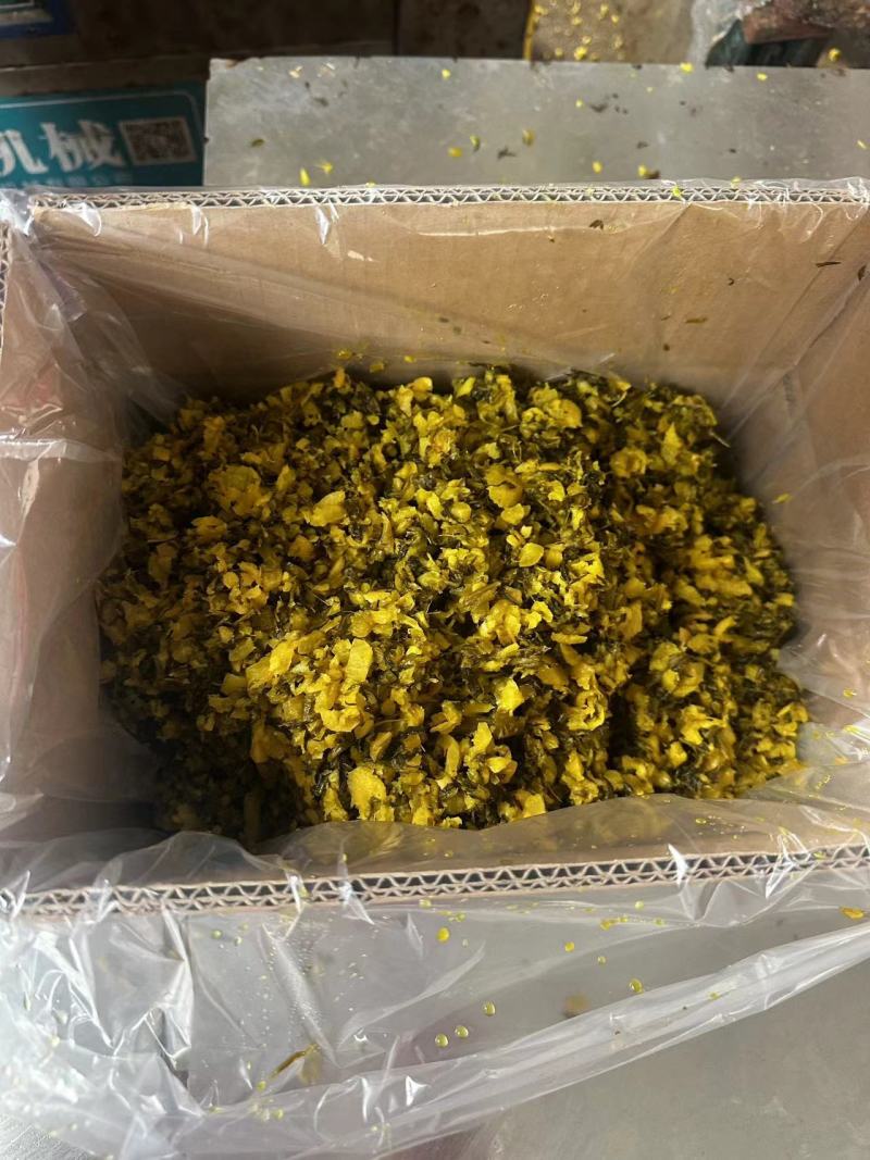 精品雪菜雪里红基地直销量大质优价格优惠欢迎咨询采购