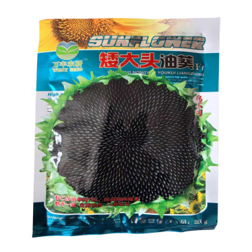 油葵种子三系杂交矮大头WF667向日葵种子高产油率72%