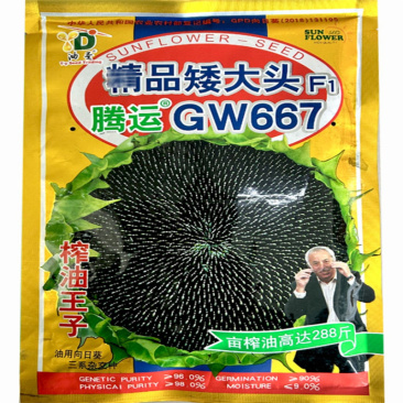 精品矮大头油葵种子GW667特高产高油榨油大弯头油葵向
