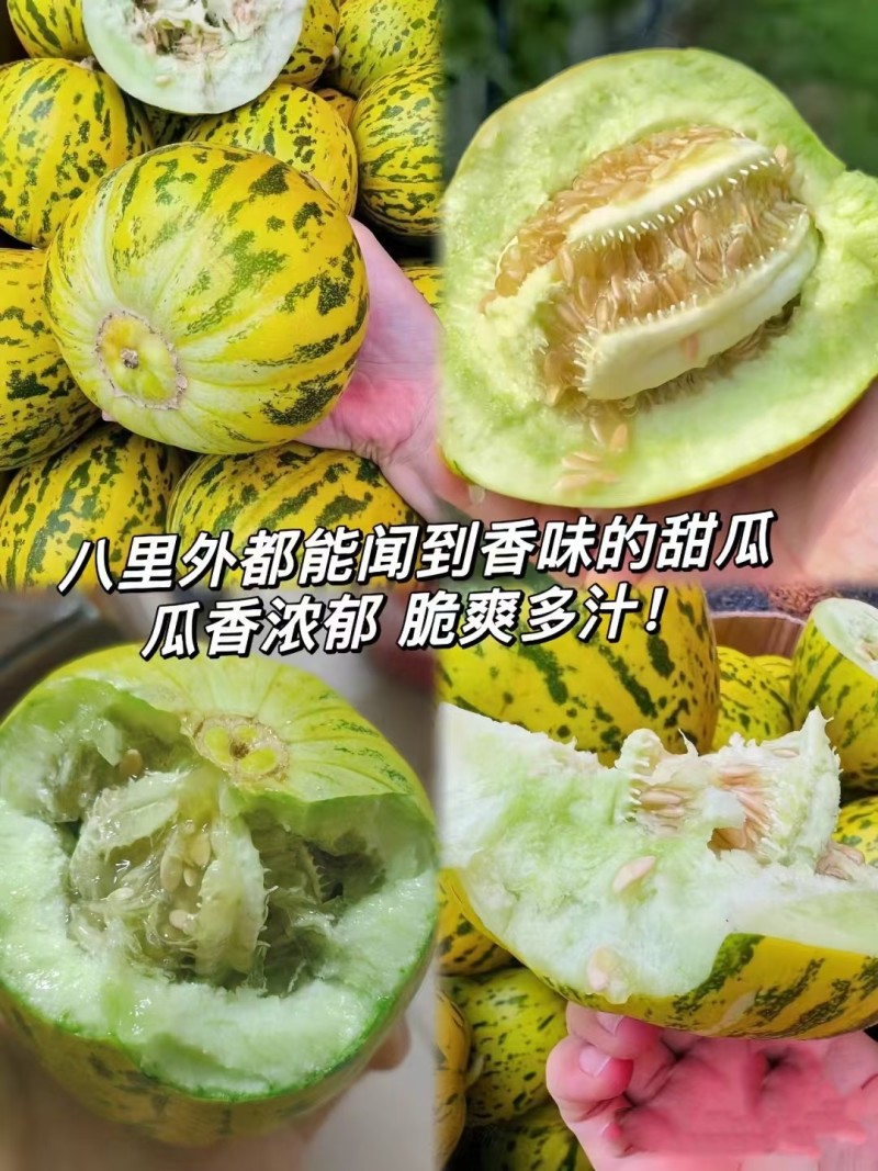 花美人蜜罐甜瓜一件代发产地直发一手货源对接各大电商平台